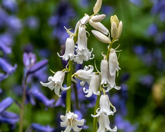 Bluebells-18