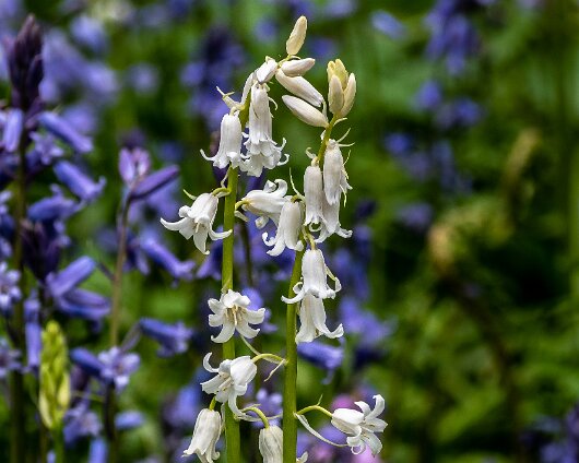 Bluebells-19