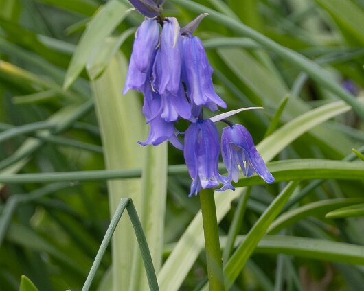 Bluebells-20