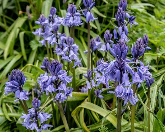 Bluebells-21
