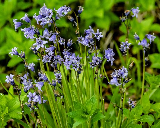 Bluebells-3