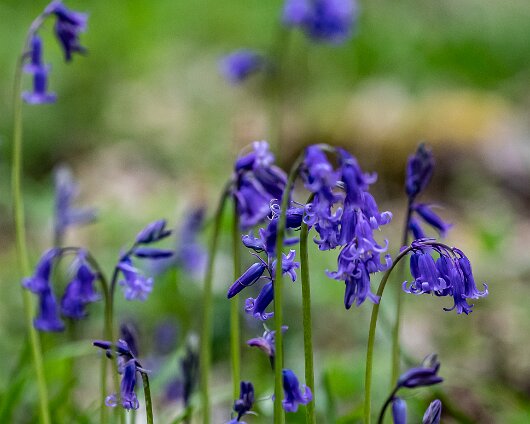 Bluebells-4