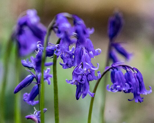 Bluebells-5