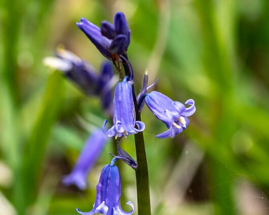 Bluebells-7