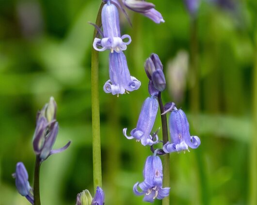 Bluebells-8