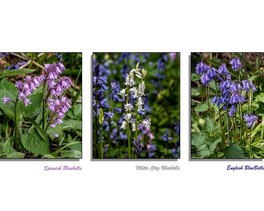 Bluebells-9