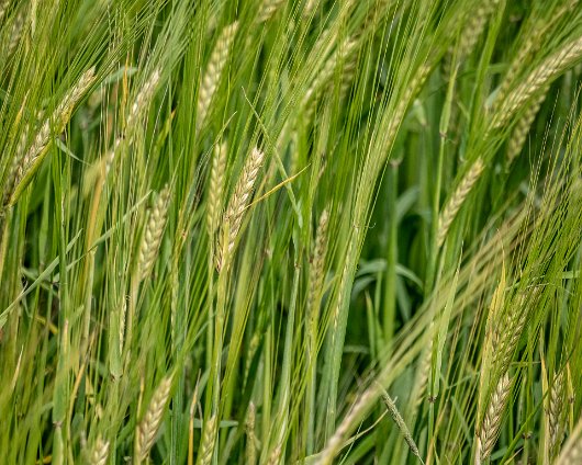 Barley-Field-11