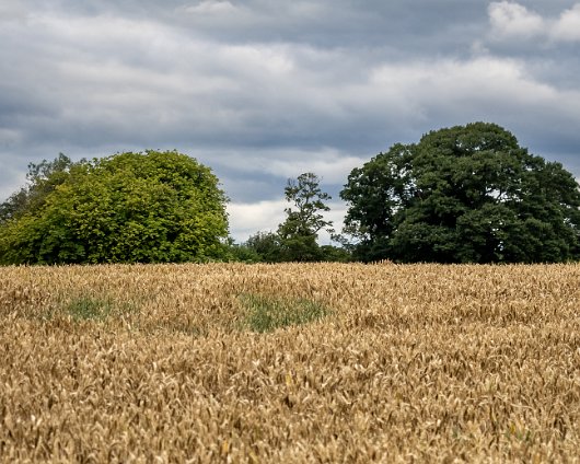 Barley-Field-13