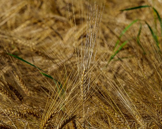 Barley-Field-2