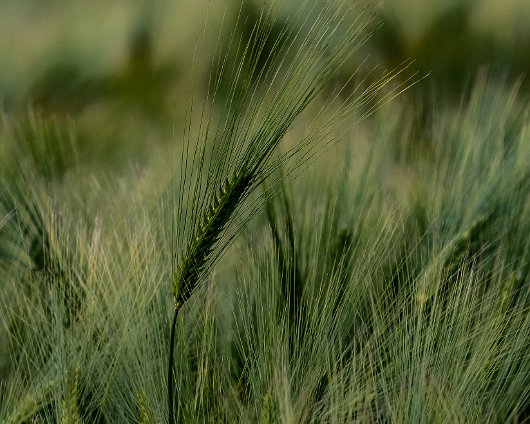 Barley-Field-3