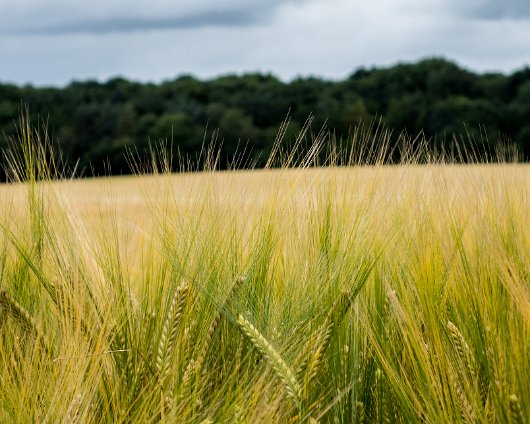 Barley-Field-4