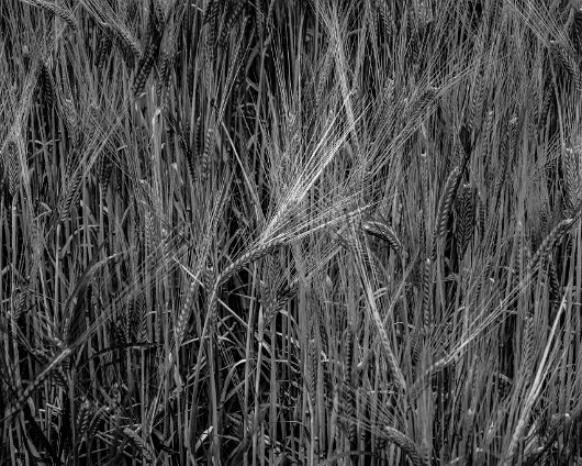 Barley-Field-5