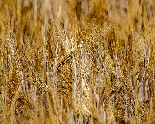 Barley-Field-6