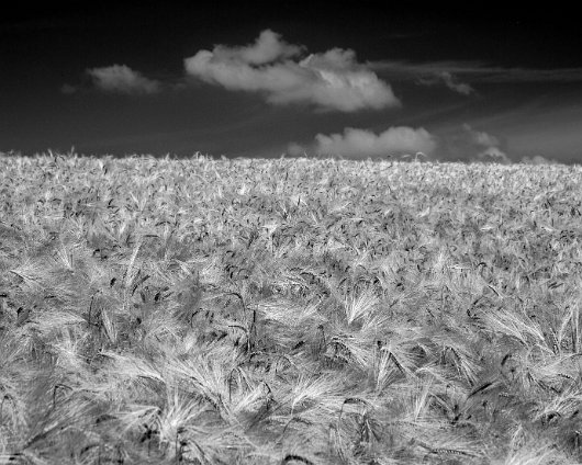 Barley-Field-7