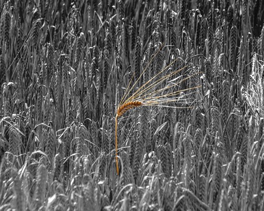 Barley-Field