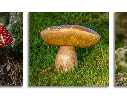 Blair-Atholl-Mushrooms