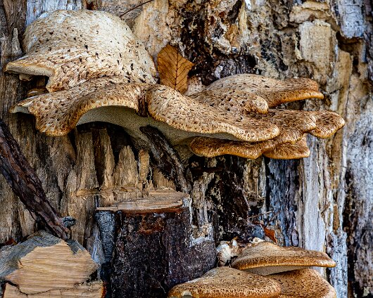 Dryad’s-Saddle-10