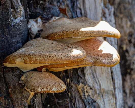 Dryad’s-Saddle-11