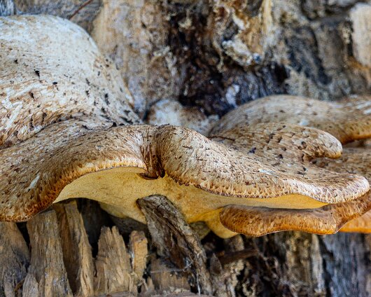 Dryad’s-Saddle-12