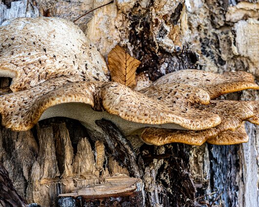 Dryad’s-Saddle-7