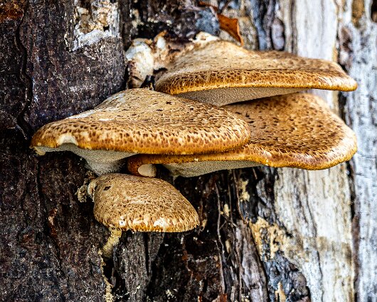 Dryad’s-Saddle-8