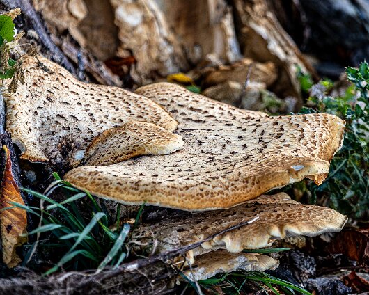 Dryad’s-Saddle-9