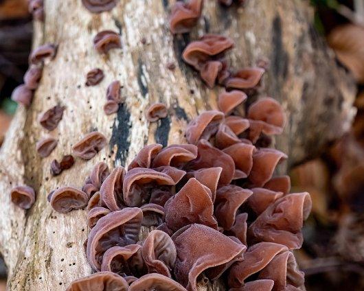 Fungus-Jelly-Ear-4