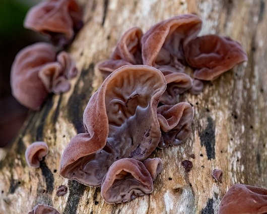 Fungus-Jelly-Ear-5
