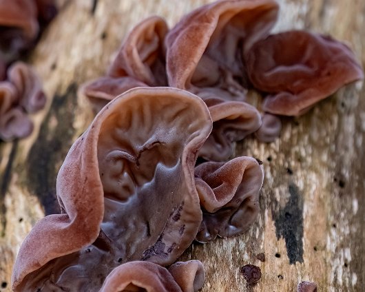 Fungus-Jelly-Ear-6