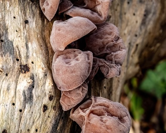 Fungus-Jelly-Ear-7