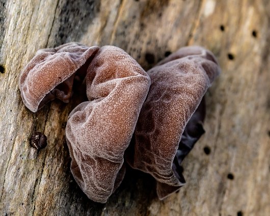 Fungus-Jelly-Ear-8