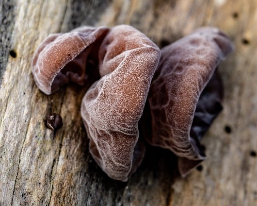 Fungus-Jelly-Ear-9
