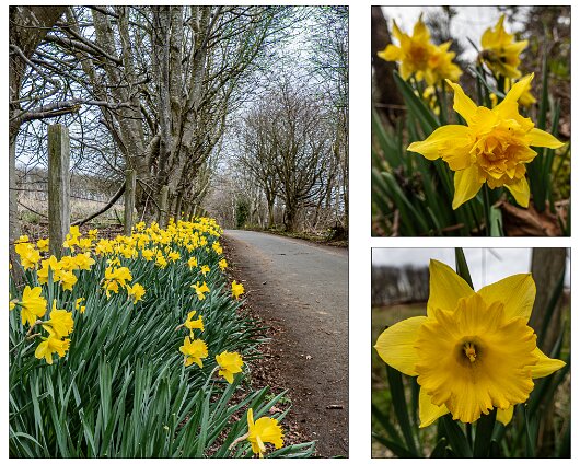 Daffodils-2026-03-26-1