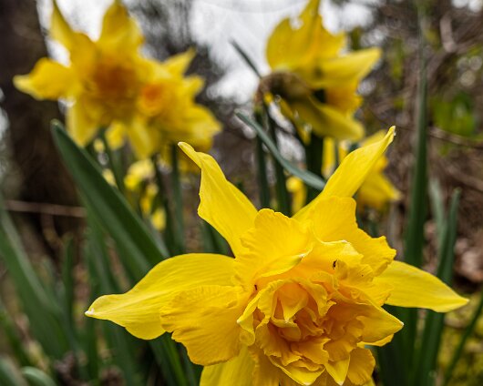 Daffodils-2026-03-26-2