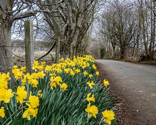 Daffodils-2026-03-26-3