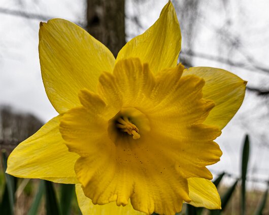Daffodils-2026-03-26-4