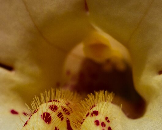 Garden-Flower-2013-06-08