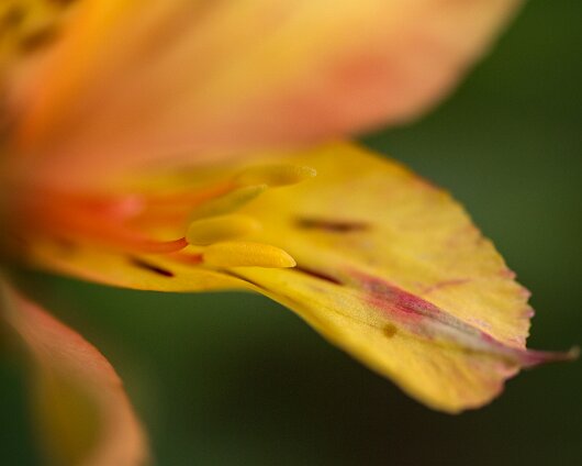 Garden-Flower-2013-07-11-1