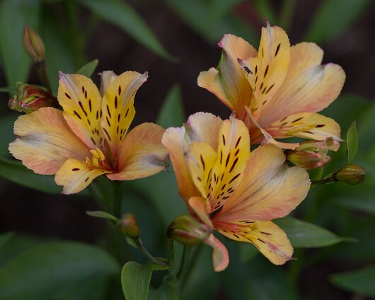 Garden-Flower-2013-07-11-2