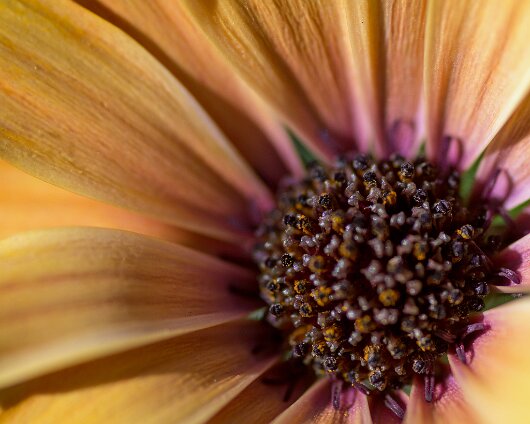 Garden-Flower-2013-07-18