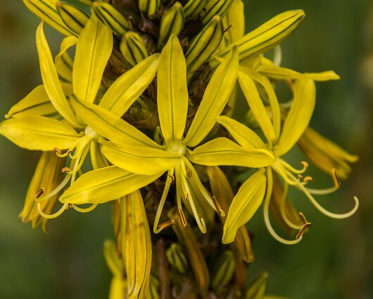 Garden-Flower-2014-05-12
