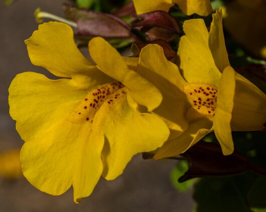 Garden-Flower-2014-06-06