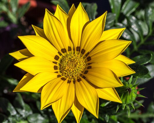 Garden-Flower-2014-07-10