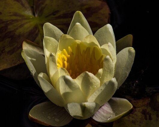 Garden-Flower-2015-07-29