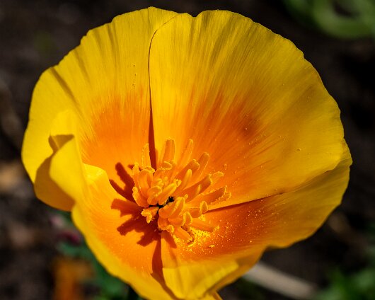 Garden-Flower-2020-06-19