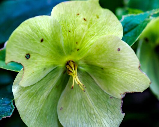 Garden-Flower-2020-06-25