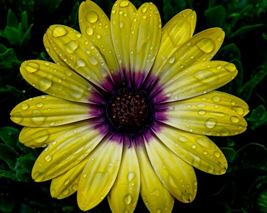 Garden-Flower-2020-06-26-1