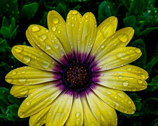 Garden-Flower-2020-06-26-2