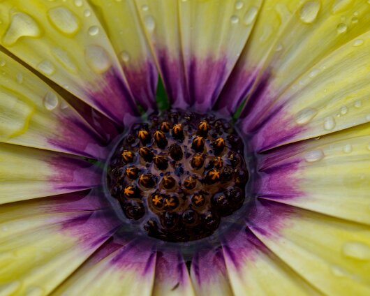 Garden-Flower-2020-06-26-3