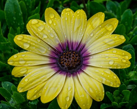 Garden-Flower-2020-06-26-4